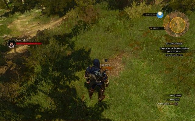 Use your Witcher Senses to find the peacocks' tracks.