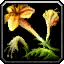 Moonpetal Lily