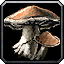 Muddlecap Fungus